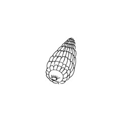 corn vector draw