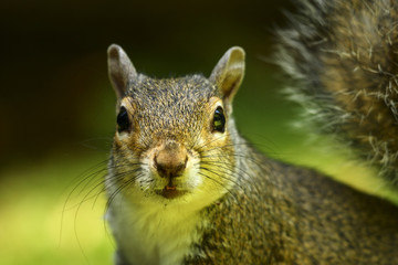 Close up of a gray squirrel in parkland