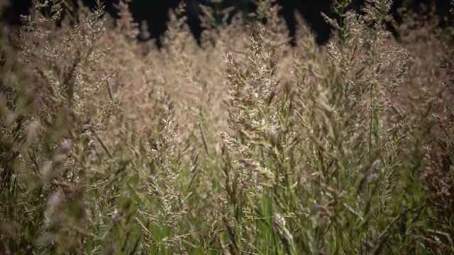 Tufted hairgrass (Deschampsia cespitosa) Wind swings a grass in summer sunny day