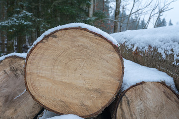 Baumstamm mit Schnee