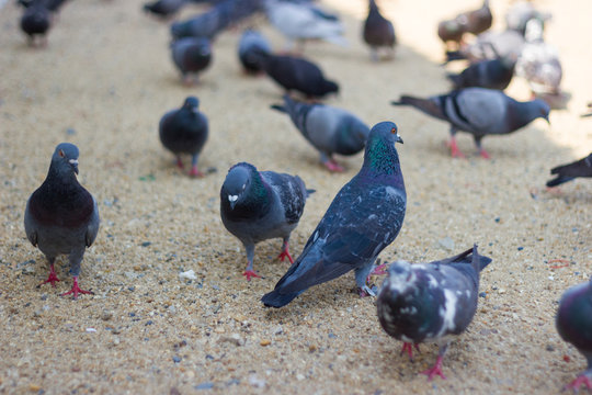 Many Pigeons eat rice in park Bangkok Thailand.