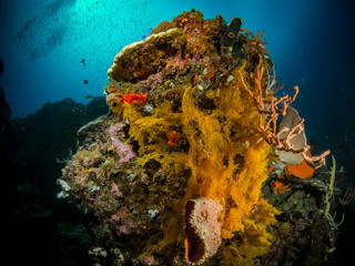 Sea Pics