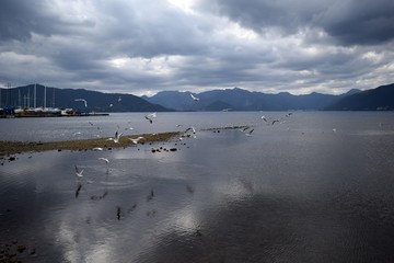 Birds on a background of autumn by the sea, the rain in the national Park.Marmaris.Turkey
