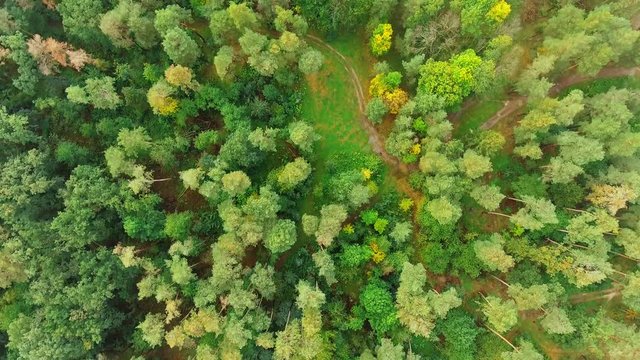 Aerial View. Flying over the beautiful forest trees. Landscape panorama.