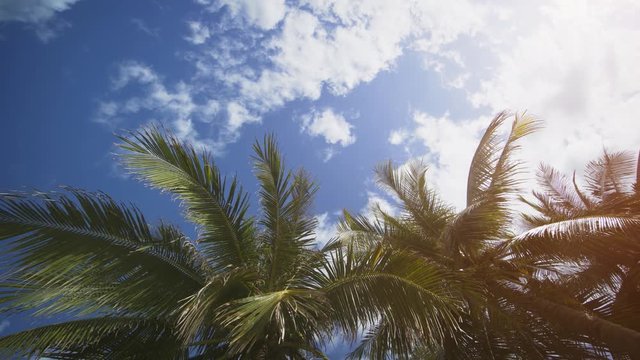 Tropical Palm Leaves against Mostly Sunny Sky
