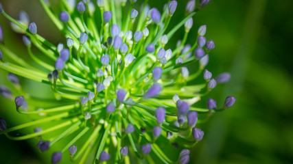 Selective focus image on African Lily Agapanthus Flower in Sydney, Australia