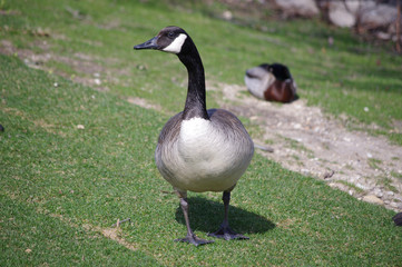 Canadian Geese