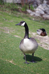 Canadian Geese