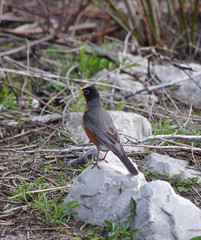 Robin