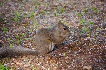 squirrel
