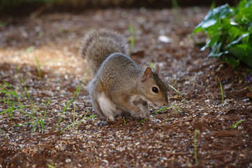 squirrel