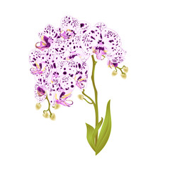 Obraz na płótnie Canvas Branches orchid Phalaenopsis with dots purple and white flowers and leaves tropical plants stem and buds on a white background vintage vector botanical illustration for design editable hand draw