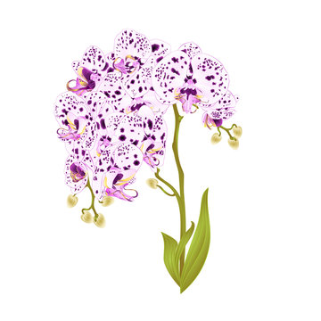 Branches orchid Phalaenopsis with dots  purple and white flowers and leaves tropical plants  stem and buds on a white background vintage vector botanical illustration for design editable hand draw