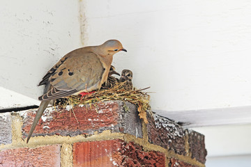Dove Doves Family of Doves Urban Nesting