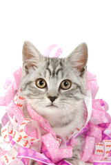 Britisch Kurzhaar Kätzchen spielt mit Luftschlangen