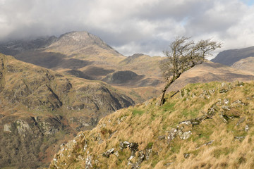 Mountain Hawthorn tree.