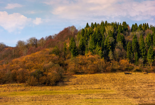 forested hill in springtime. lovely countryside scenery with weathered grass on a slope