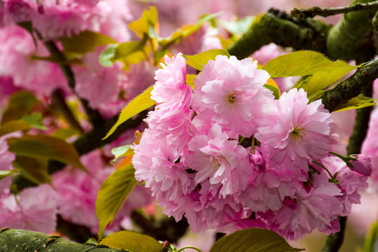 delicate pink flowers blossomed Japanese cherry trees on blury background