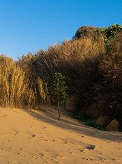 Isolated green tree surrounded by yellowish sand and bushes