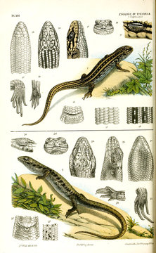 Illustration of the animal.