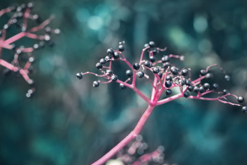 Ripe Elderberries Sambucus