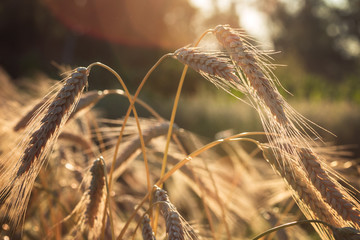 Spelt (Triticum spelta). Cereal. Grain crop, species of the genus Corn