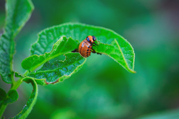 Colorado beetle macro eating potato leaf