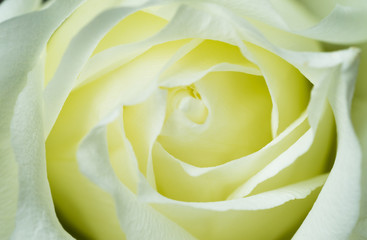 Close up macro shot of a rose flower