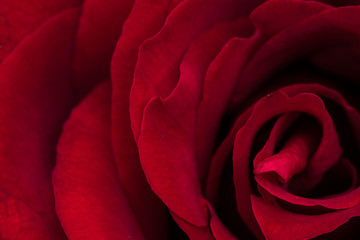 Close up macro shot of a rose flower