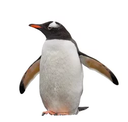 Papier Peint photo autocollant Pingouin Gentoo penguin isolated on white
