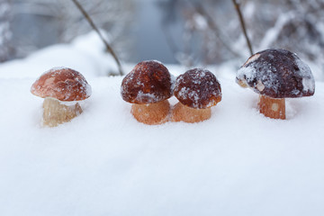 Белые грибы на снегу