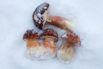 Белые грибы на снегу