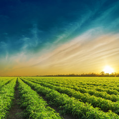 Green agriculture field in sunset. Tomatoes field