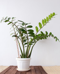 Zamioculcas plant growing in a pot at home