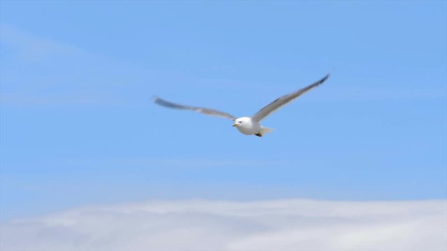Slow motion shot of a seagull flying gracefully in the air