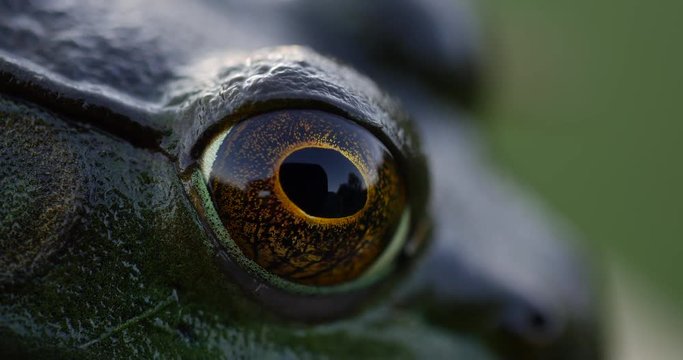 Green Frog Open Yellow and Black Eye Macro Close Up 10bit, 4K