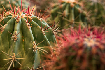 Cactus like guarding tower