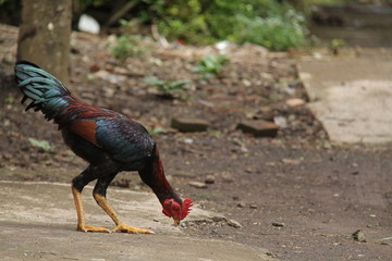 chicken in the yard.