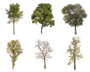 Isolated collection tree on white background