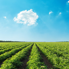 Fototapeta na wymiar green agriculture field with tomato and blue sky with clouds over it