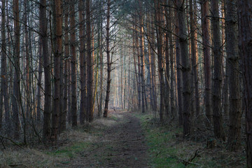 Fototapeta premium waldweg im herbst