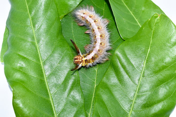 Hairy caterpillar on the leaf