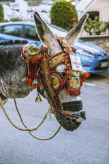 Burro taxi en Mijas
