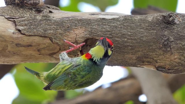 Coppersmith barbet Bird (Megalaima haemacephala) drilling the wood hollow for new nest in tropical rain forest.