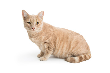Cute Buff Tabby Cat Isolated