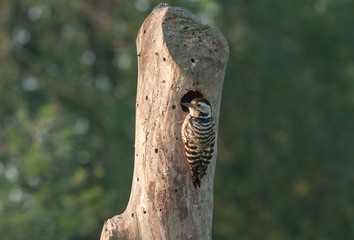 Freckle-breasted Woodpecker.