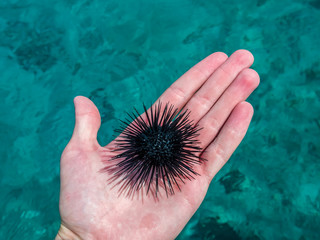 Sea urchin in hand against the background of water. Sea urchin in the hand.