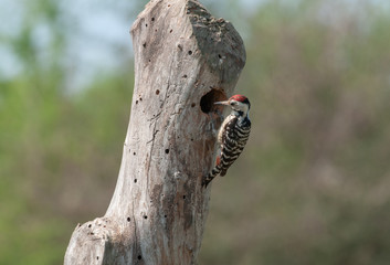 Freckle-breasted Woodpecker.