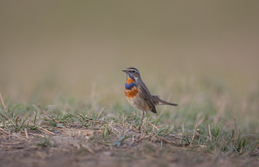 Bluethroat, Luscinia svecica