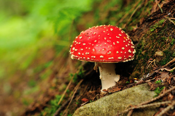Fly agaric mushroom (Amanita muscaria)